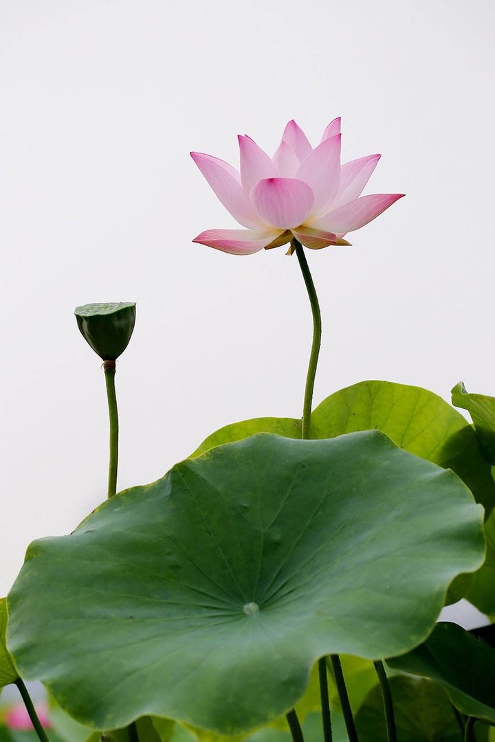 莲花是什么样子的?