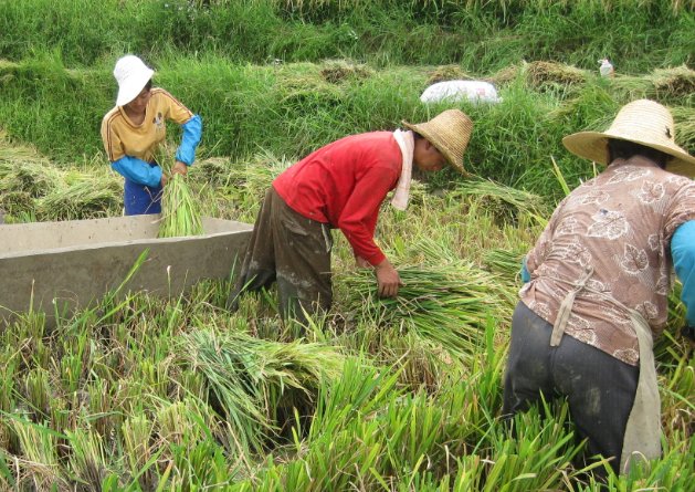 有谁知道我国水稻：一季稻，两季稻，三季稻，分别是什么时间播种，移栽么？谢谢了！