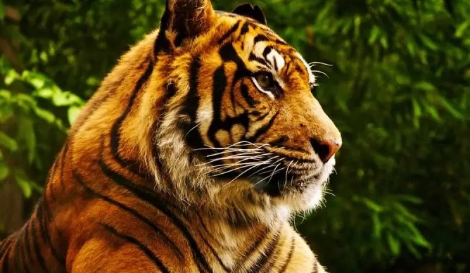 《森林之王》是谁?