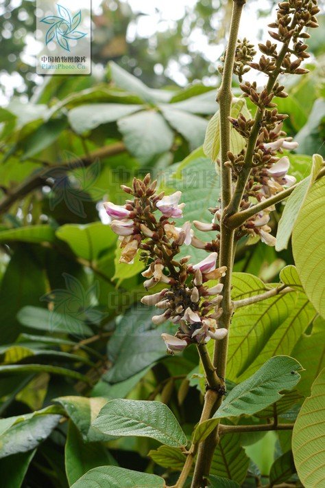 巴豆藤的地理分布