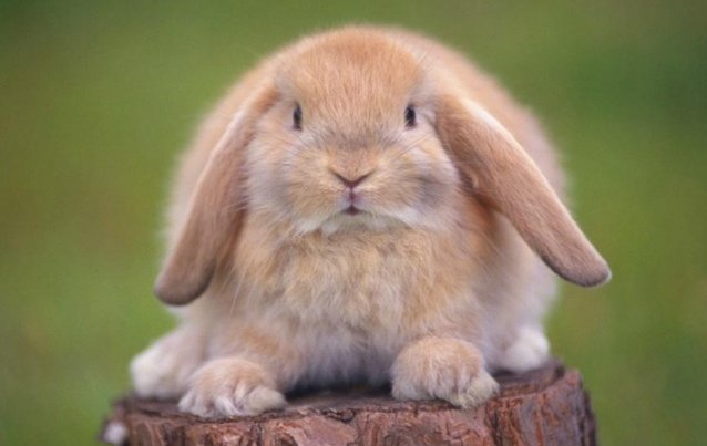 软硬不吃是什么动物