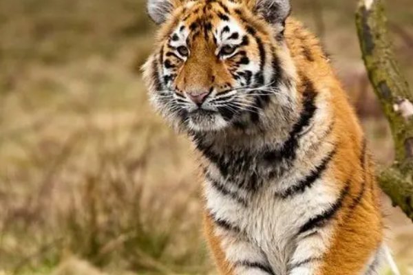 劈天盖地打一动物生肖