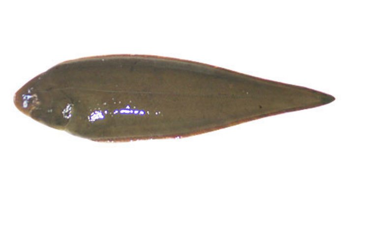 觌氅、餮鼗、曩磲、蕤颥、鳎潮州话怎么读