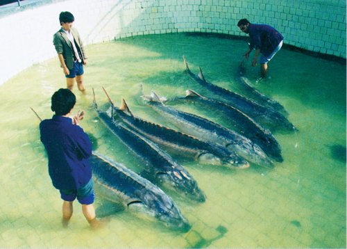 中华鲟 是什么颜色