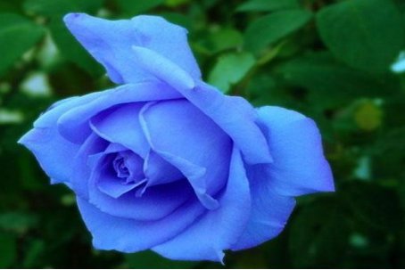 蓝色妖姬产地在哪里