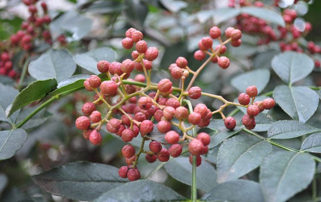 请问花椒的果实一般是长长在树的哪里？