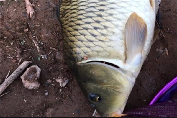 最长的鲤鱼须有多长，是什么影响了它们的须长？