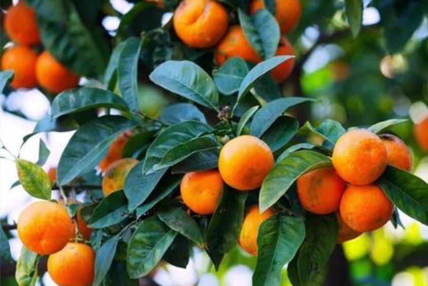 怎么在英语中区别“橘子”和“橙子”呢？