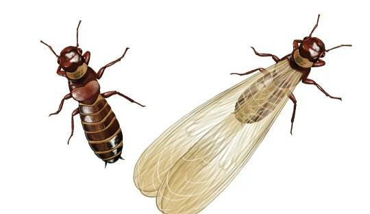 类似蚂蚁的虫子，很多，都是两只两只一起走的，一只后面跟着一只。是什么虫子啊。怎么去除？