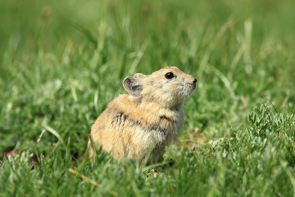 随口乱说打一准确生肖