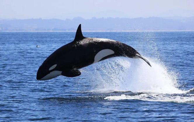 动物中的十大霸主都有谁呢？