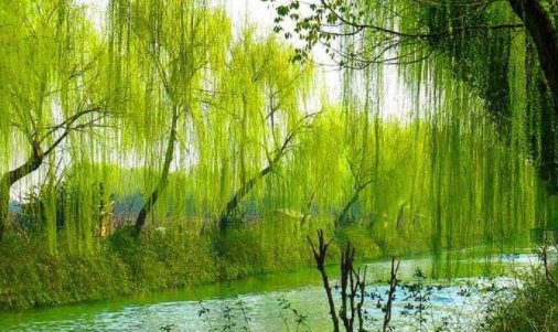 二月春风似剪刀，哪里的春风是最温柔，最风和日丽的？