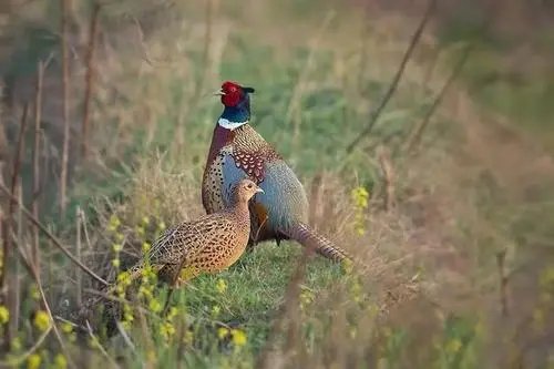 杭州多个市场仍在售卖野味，为何总有人不吸取教训？