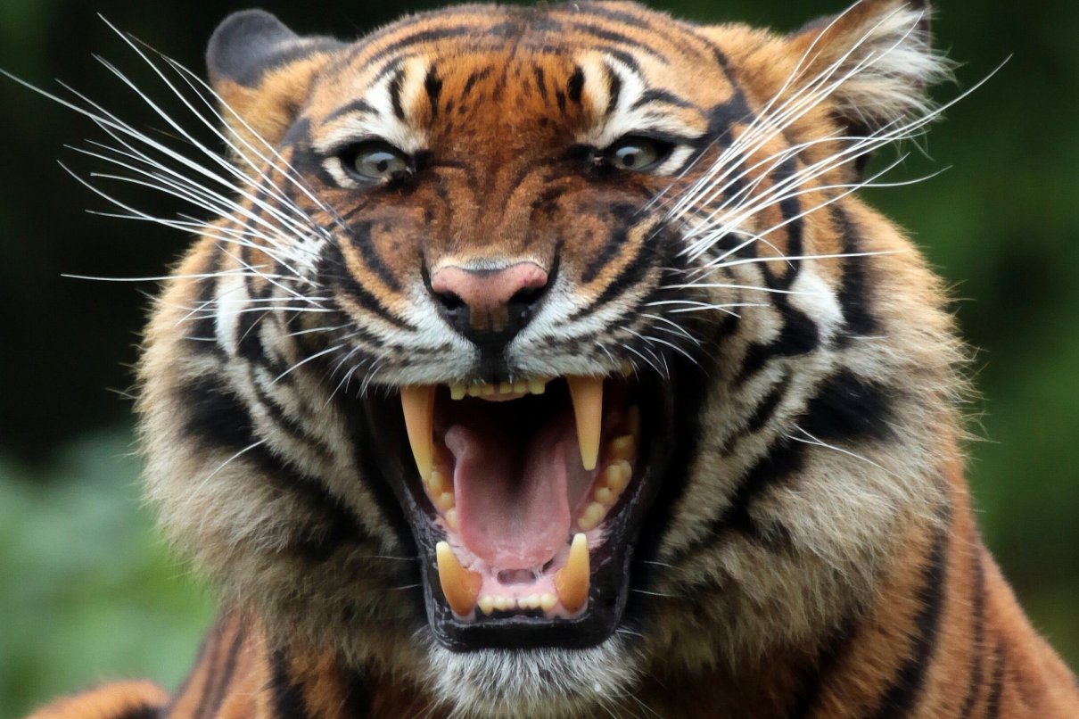 焦心如焚指什么动物