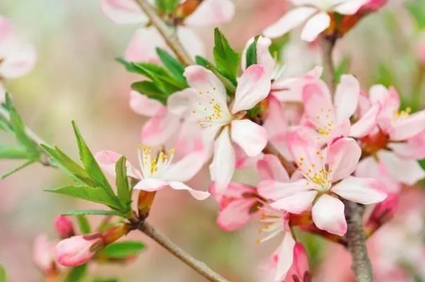 桃花开了发朋友圈的句子