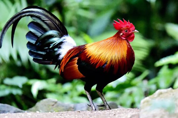 生旦净丑.打一生肖