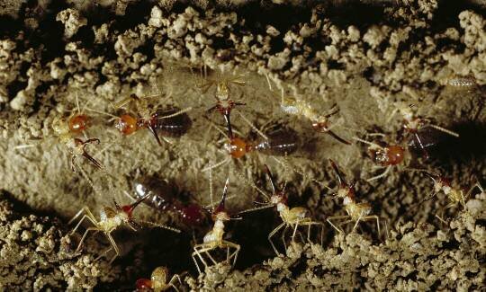 类似蚂蚁的虫子，很多，都是两只两只一起走的，一只后面跟着一只。是什么虫子啊。怎么去除？