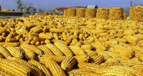 秋天丰收的果实有哪些?