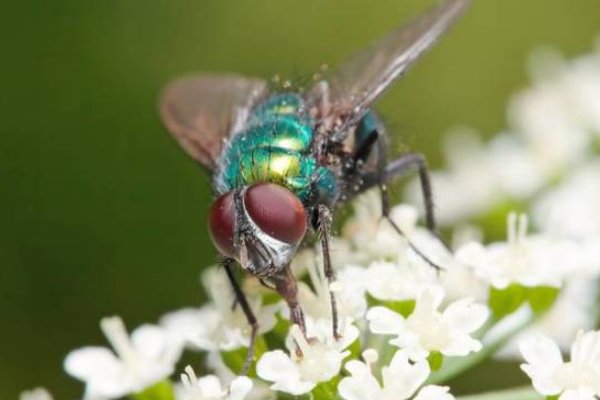 绿头苍蝇怎么消灭