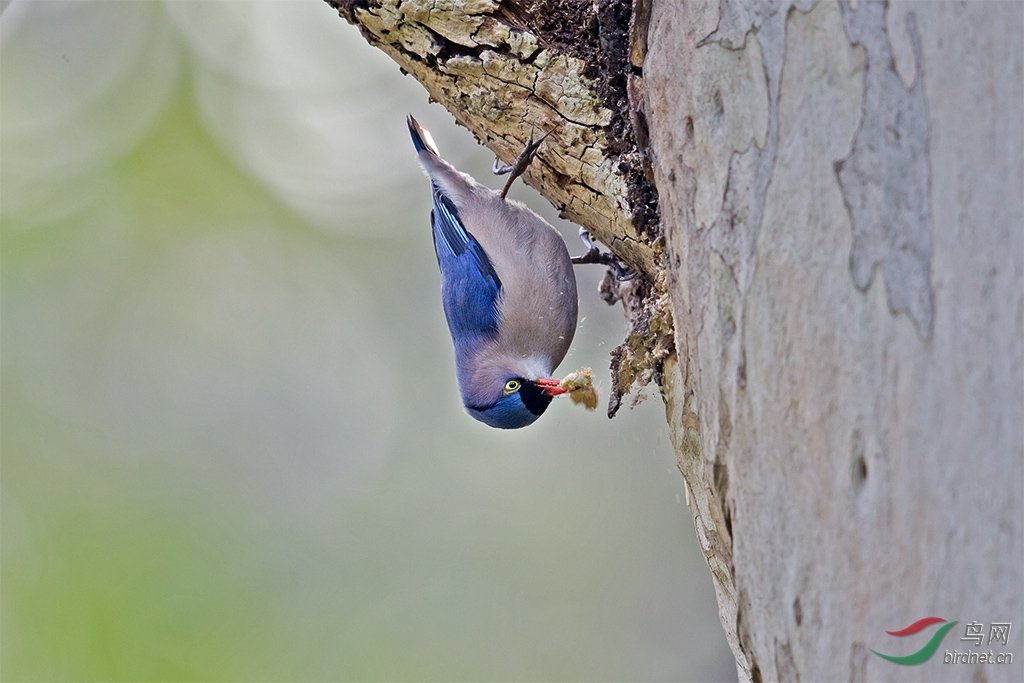 绒额鳾的外形特征