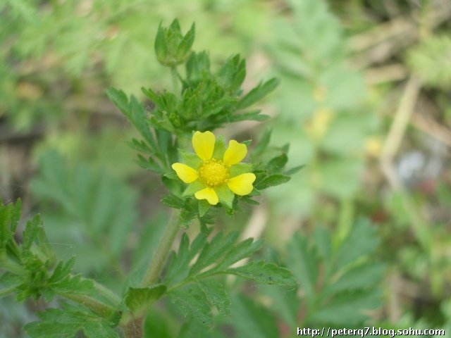 春天麻的形态特征