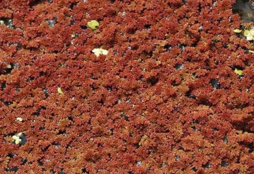 自然界里满江红是什么