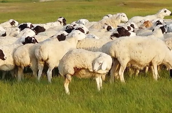 誓无二心打一动物生肖