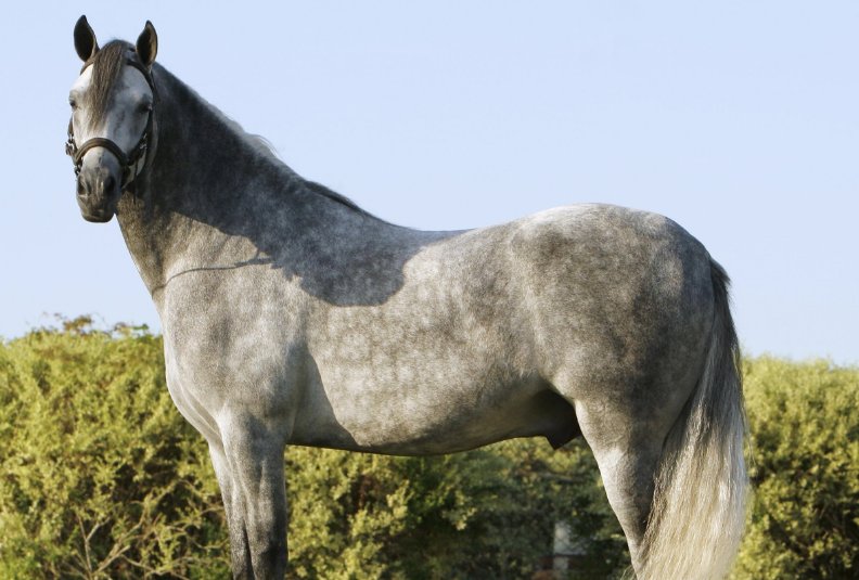 举重若轻代表什么生肖最佳答案