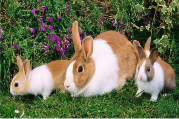 滋然流涕打一生肖