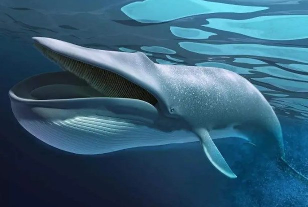 动物中的十大霸主都有谁呢？