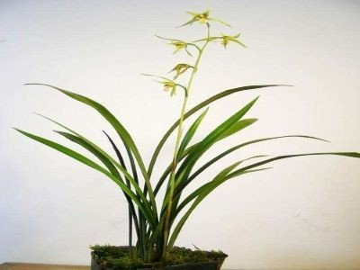 兰若生春夏 芊蔚何青青全诗