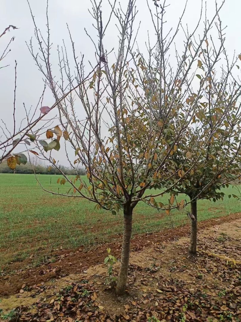樱花开在什么季节，盛开在几月份