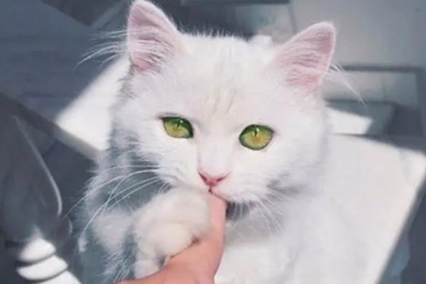 猫咪最新地域网名