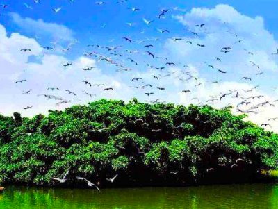 “鸟的天堂”指的是哪里？