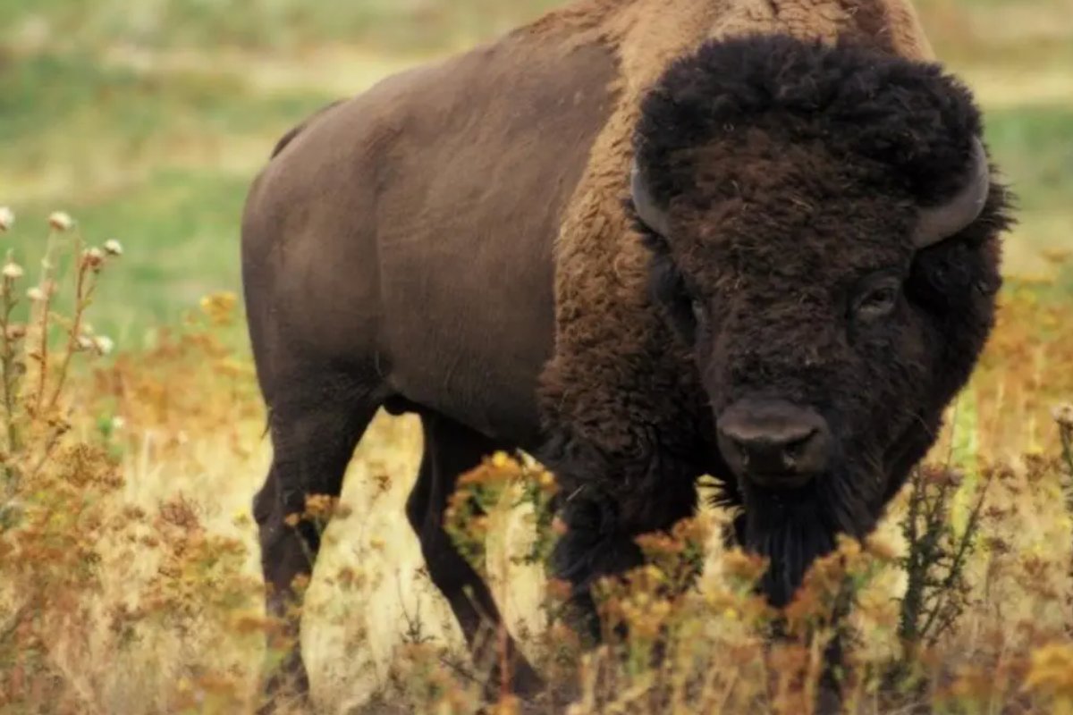 老牛拉破车指什么生肖