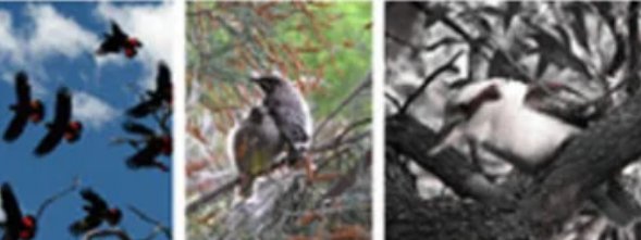 我国已经发现鸟类大约多少种