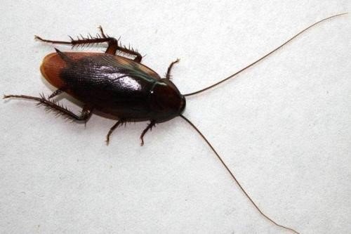 为什么叫蟑螂为“打不死的小强”？