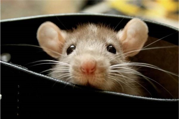 晚上睡觉手被老鼠咬了。听老人说很不吉利,我想知道是真的吗?