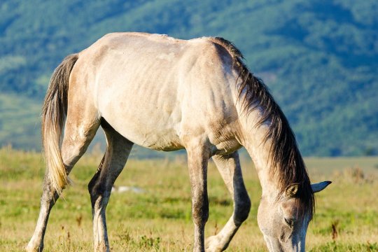 毛病中的毛指什么动物