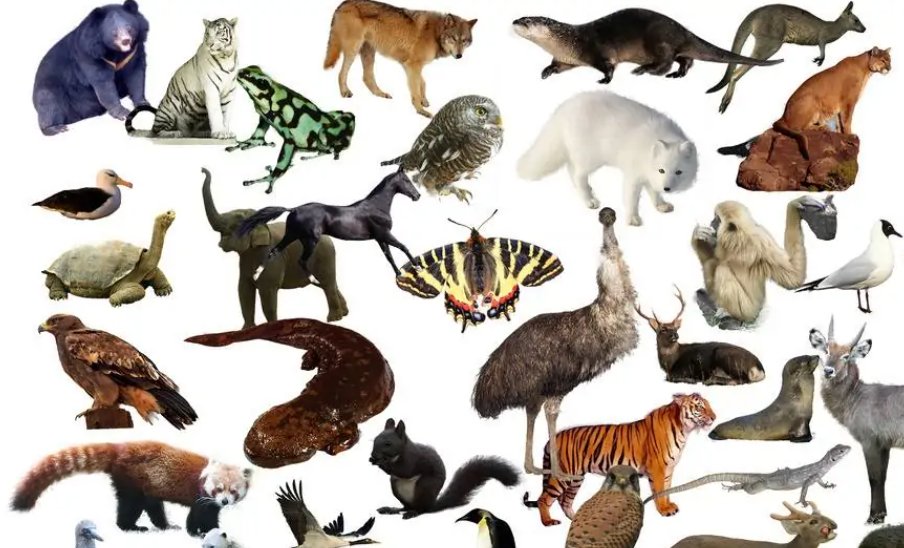 朱雀官深打一动物生肖