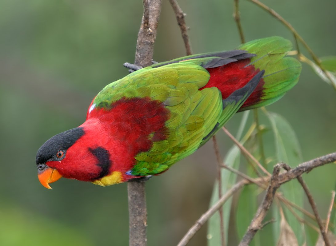 黑领情侣鹦鹉的亚种分化