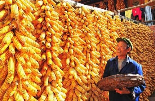 玉米价格每吨涨千元，什么因素导致玉米涨价？