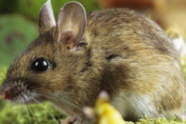 偷间取巧解一生肖