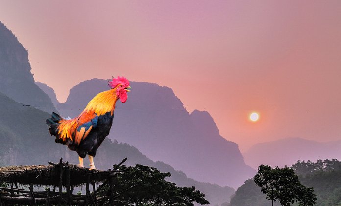 什么的雄鸡填空