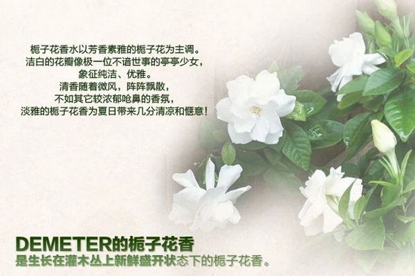 gardenia什么意思