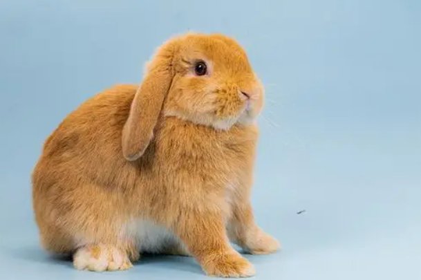 明眸皓齿打一准确动物生肖