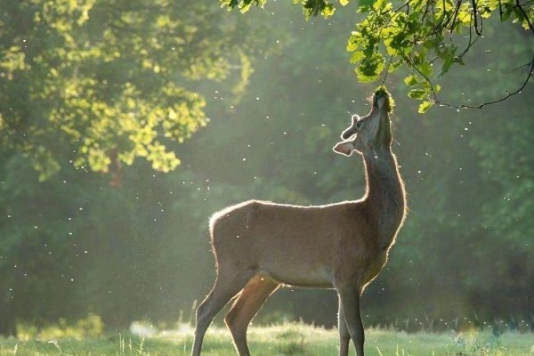 林深时见鹿什么寓意