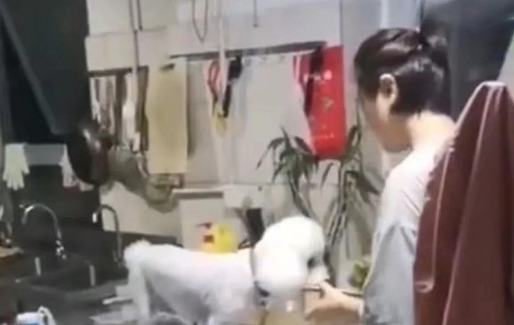 两只狗在商家操作台偷吃，商家当做没看见，这样的外卖你敢吃吗？