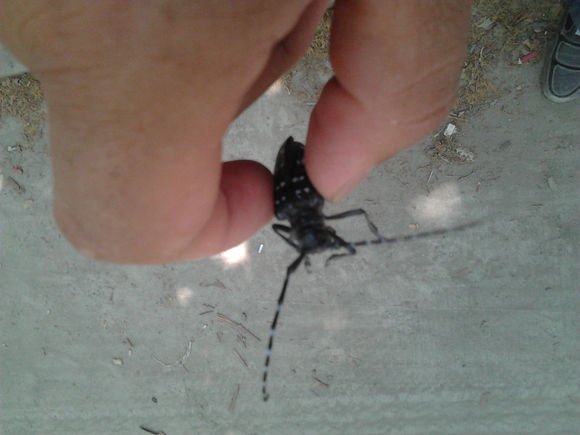 黑色虫子,身上有白条纹,须很长，是什么虫子