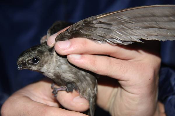 短嘴金丝燕的外形特征